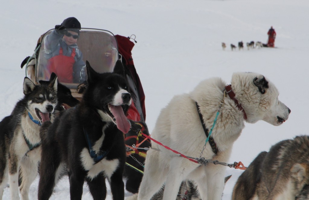 HuskyTravellers