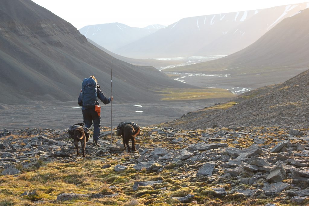 Hiking with pack dogs